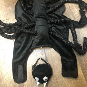 Dog Halloween costume - spider